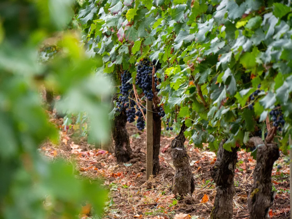 Ice Family arrive à Saint-Émilion : Glaçons frais et locaux directement au cœur du vignoble bordelais ! 🧊🍷